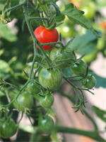 tomatenpflanzen